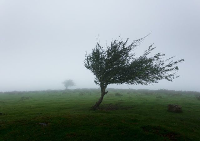 風に揺れる木